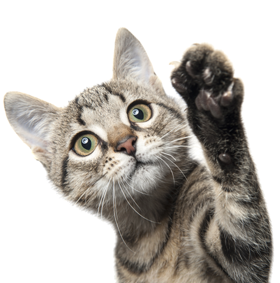 Samsung Galaxy S26 Silicone mag cover magsafe hátlap tok (Kék)